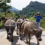 Thôn Tha Hà Giang